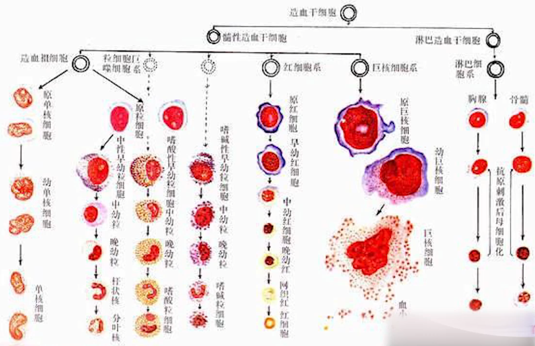 医学奇迹！诱导多能干细胞iPSc的出现能否助力人类实现“长生”呢？