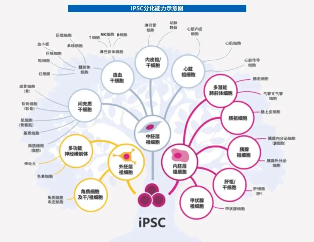 细胞治疗时代来临，诱导多能干细胞（iPSC）或成最优解！