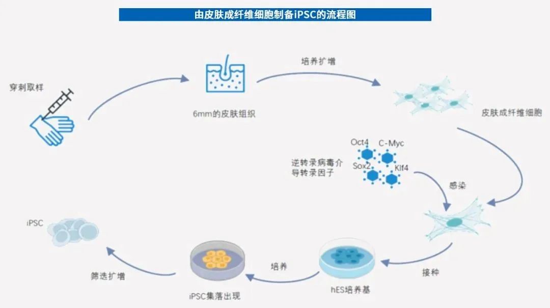 细胞治疗时代来临，诱导多能干细胞（iPSC）或成最优解！