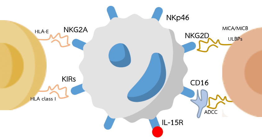 iPSC 衍生的 NK 细胞：一种生成用于免疫治疗的 NK 细胞的有效新方法