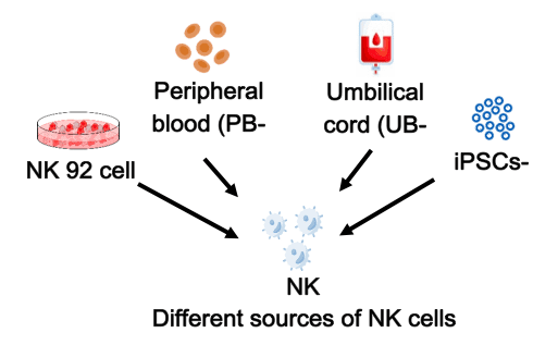 iPSC 衍生的 NK 细胞：一种生成用于免疫治疗的 NK 细胞的有效新方法