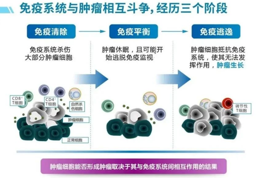 被誉为“细胞导弹”的CIK免疫细胞疗法到底有什么特殊的作用