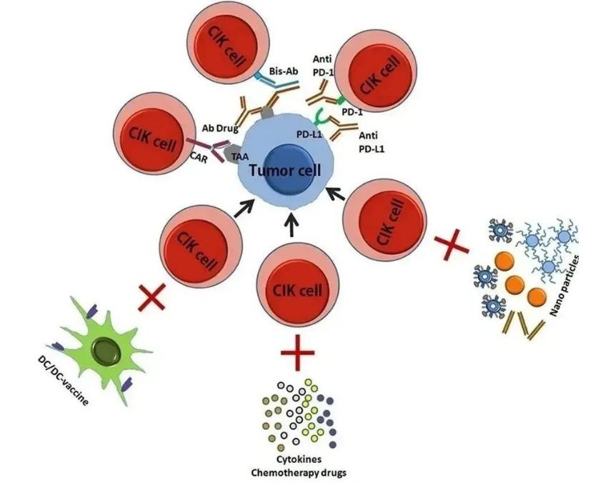 被誉为“细胞导弹”的CIK免疫细胞疗法到底有什么特殊的作用