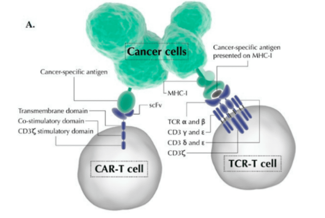 CAR-T细胞疗法与TCR-T疗法：差异和应用