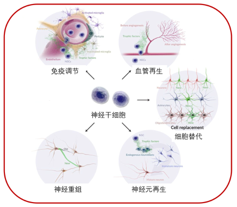 神经干细胞(NSC)治疗7种常见神经系统疾病的应用