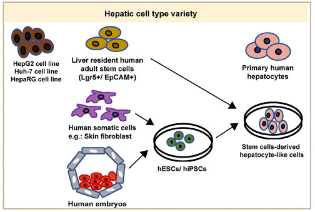 肝脏在生物研究中的作用：肝培养的 3 种常见细胞来源
