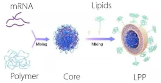 mRNA技术或将成为实体肿瘤综合治疗的核心武器