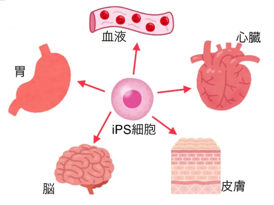 “再生”一颗完好心脏，人类诱导多能干细胞(HiPSC)培育的心肌细胞修复猴子心脏功能