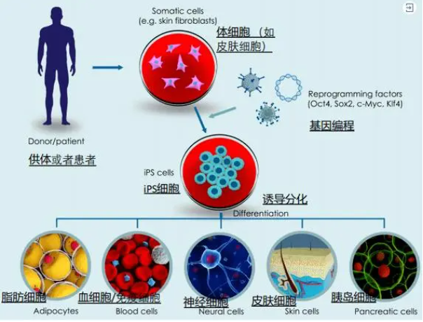 诱导性多能干细胞(iPSC)的研究历史