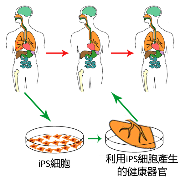 诱导性多能干细胞(iPSC)的研究历史