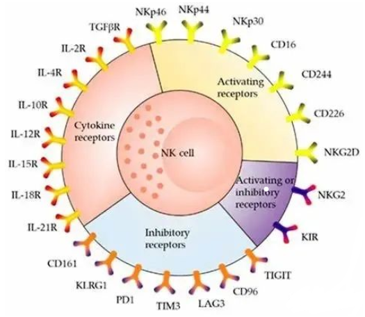 CAR-NK | 优于CAR-T免疫疗法的肿瘤治疗新利器！
