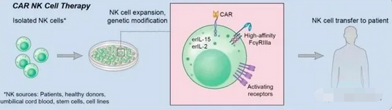 CAR-NK | 优于CAR-T免疫疗法的肿瘤治疗新利器！