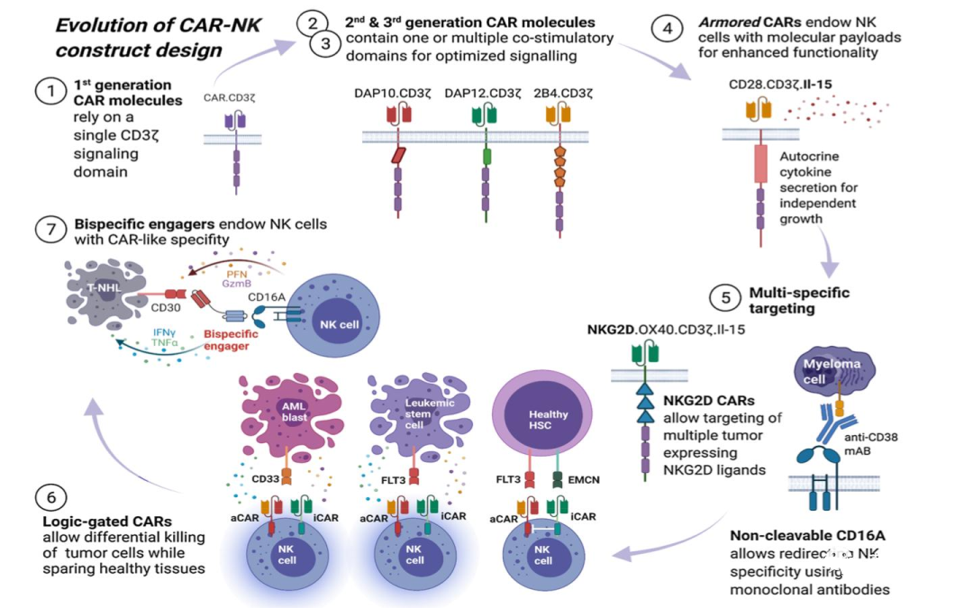 CAR-NK细胞疗法：更具安全性、实用性、经济性的肿瘤免疫治疗新技术