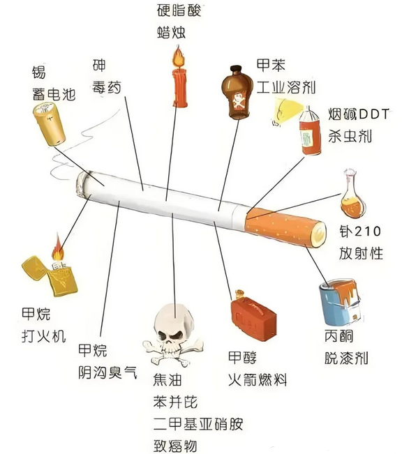 研究发现：长期吸烟会对人体先天免疫系统造成长期破坏，直接影响人体免疫系统的功能