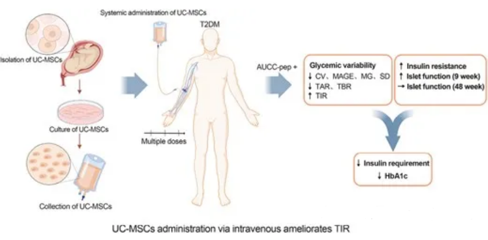 间充质干细胞（MSC）治疗2型糖尿病：3次后达到理想血糖水平