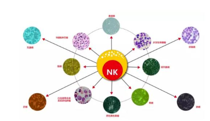 先天性免疫细胞的核心细胞（NK细胞）不仅能抗癌还能抗衰老