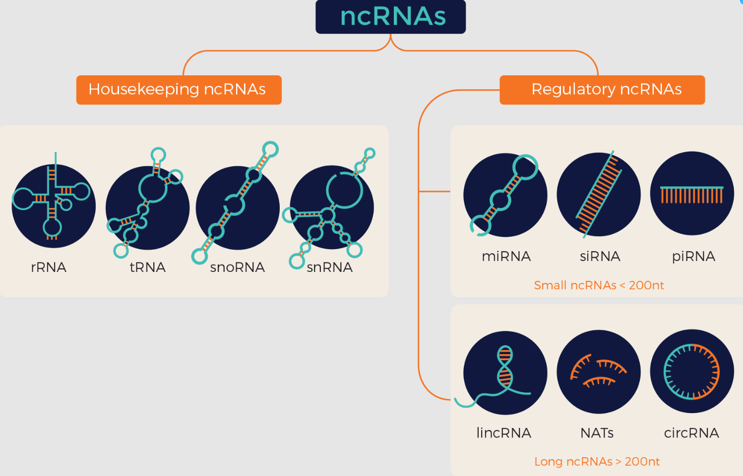 什么是非编码RNA？它在生物医学（尤其是癌症）研究中的应用