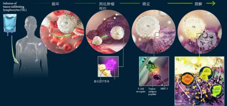 一文读懂肿瘤免疫治疗、靶向治疗的区别