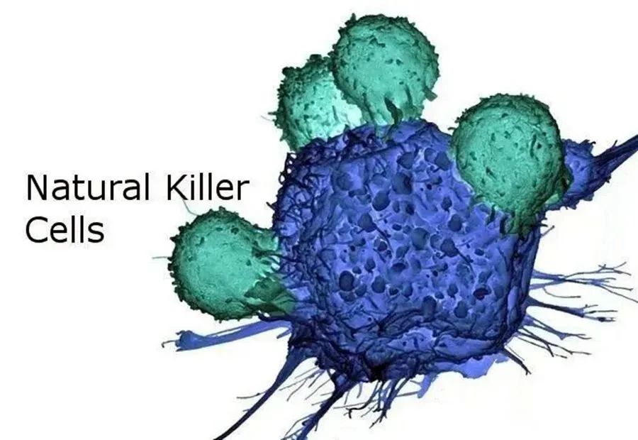 Nature杂志揭示：NK细胞可清除体内“僵尸”细胞，延寿20%-30%