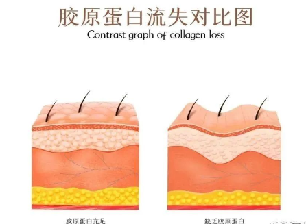 干细胞才是再造皮肤活力和抗皮肤衰老的根本