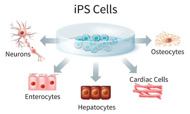 诱导多能干细胞(iPSc)存储，保护家族基因财富，助您健康与未来