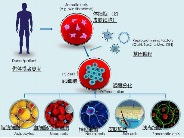 诱导多能干细胞(iPSc)存储，保护家族基因财富，助您健康与未来