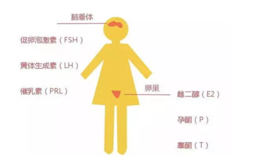 解读妇科检查报告中的抗缪勒管激素AMH和性激素六项指标的意义！