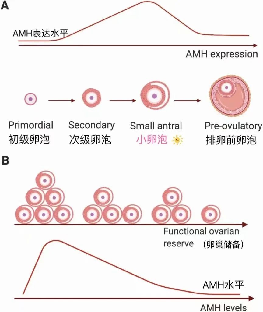 解读妇科检查报告中的抗缪勒管激素AMH和性激素六项指标的意义！