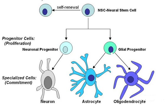 一文了解神经干细胞的稀缺性和重要性
