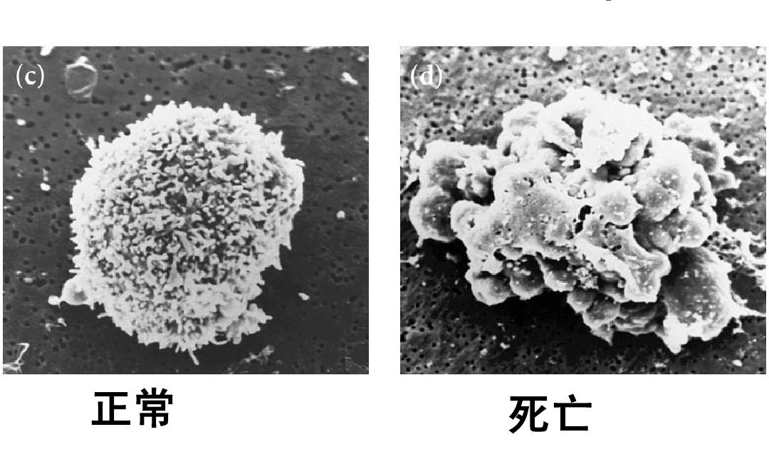 女性30岁以后出现“断崖式衰老”，细胞技术将辅助我们拨慢衰老时钟！