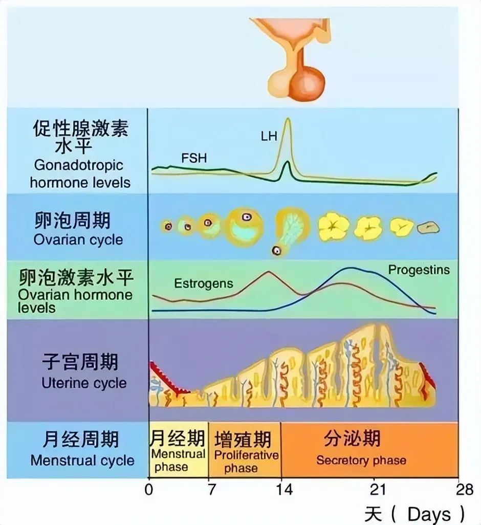 改善卵巢功能，逆转卵巢早衰，干细胞为女性推迟衰老进程