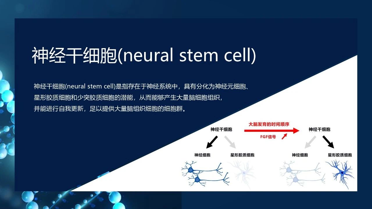 神经干细胞 (NSC) 被认为是解决帕金森病的有效方法