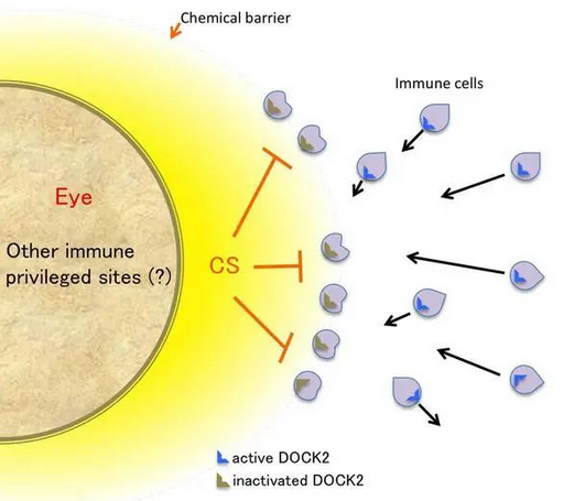 人体免疫系统不承认眼球存在？免疫系统竟然会攻击你的眼球！
