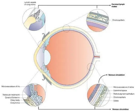 人体免疫系统不承认眼球存在？免疫系统竟然会攻击你的眼球！