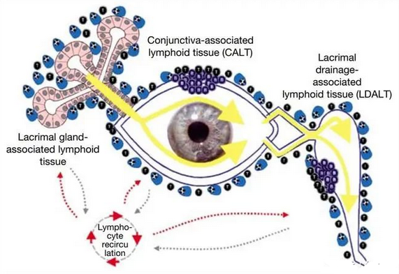 人体免疫系统不承认眼球存在？免疫系统竟然会攻击你的眼球！