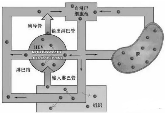 干细胞通过静脉回输真的能遍及全身吗？