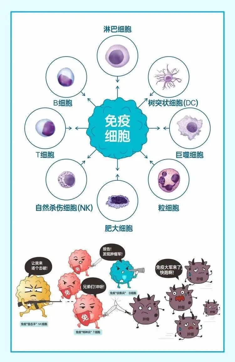 年轻人和老年人体内的免疫细胞对比有什么区别？