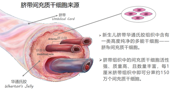 干细胞“取材”热门，脐带间充质干细胞被科学家视为珍宝，作用巨大