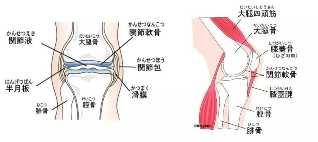 膝关节病症治疗的法宝：干细胞修复膝关节损伤，促进软骨再生！