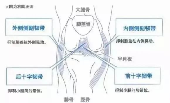 膝关节病症治疗的法宝：干细胞修复膝关节损伤，促进软骨再生！