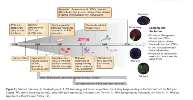 展望未来10年的iPSC诱导多能干细胞技术