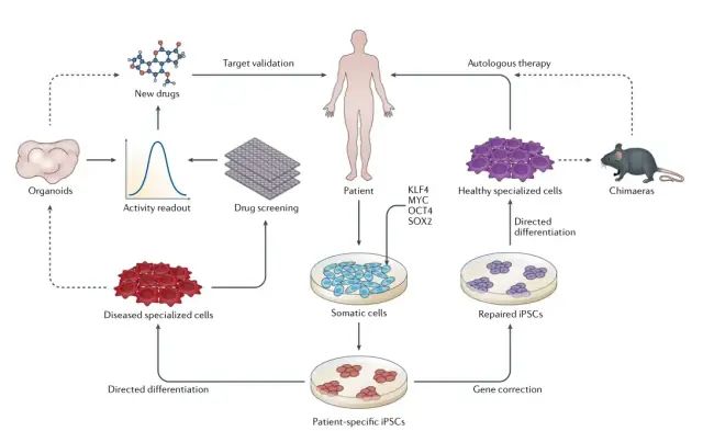 综述 | 诱导多能干细胞 (iPSC) 在疾病建模和药物发现中的应用