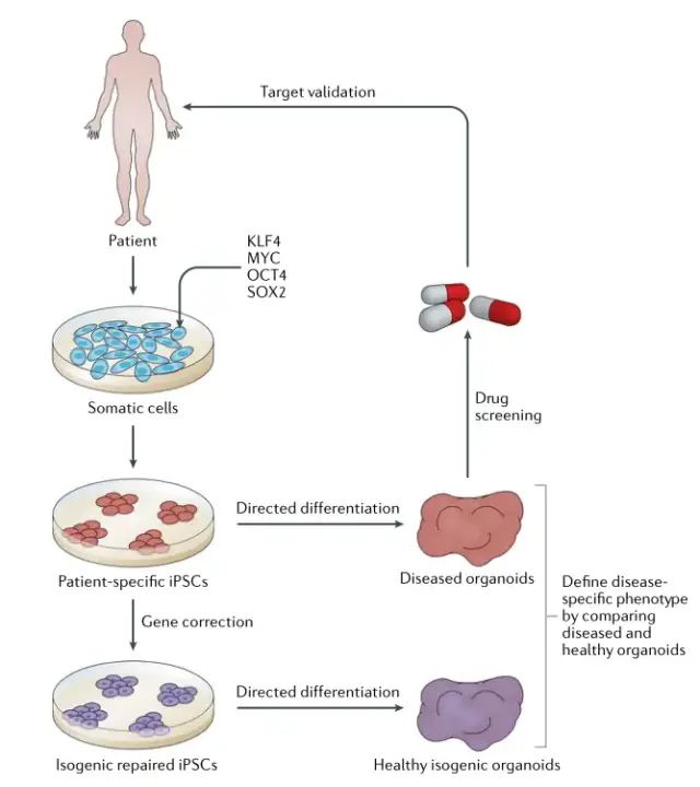 综述 | 诱导多能干细胞 (iPSC) 在疾病建模和药物发现中的应用
