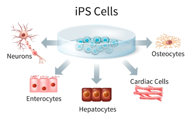 iPS细胞技术的简述及应用前景