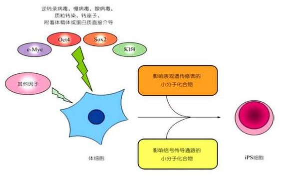 iPS细胞技术的简述及应用前景