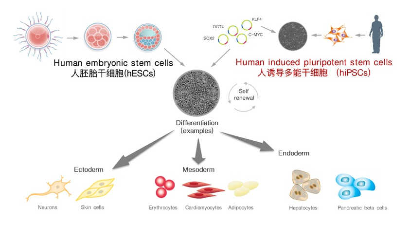 iPS细胞技术的简述及应用前景