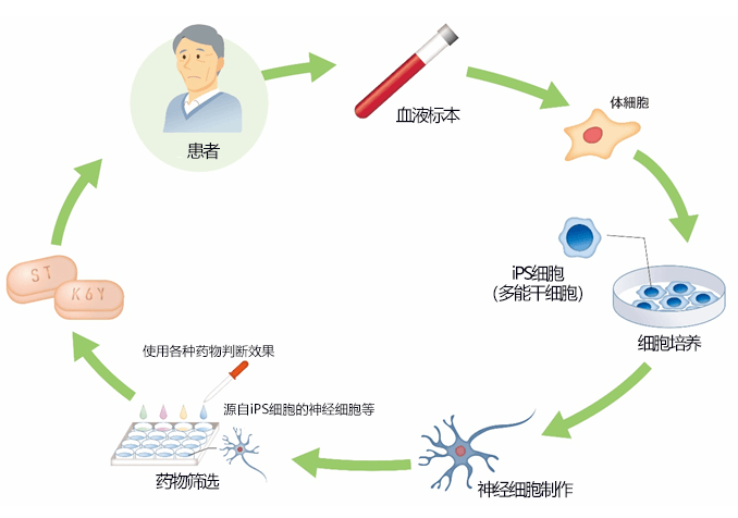 iPS细胞技术的简述及应用前景