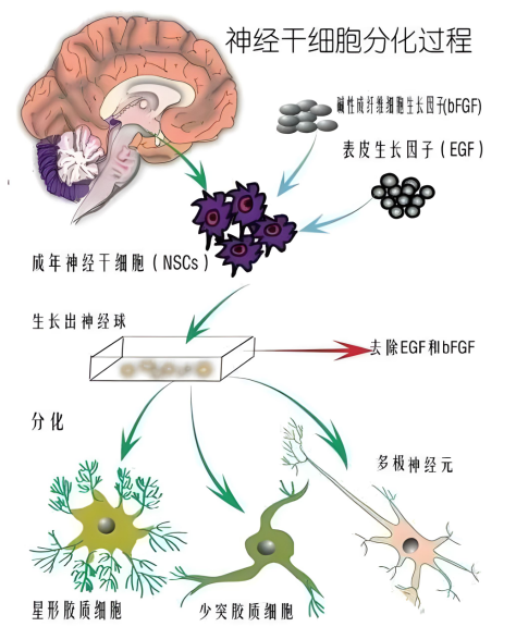 神经干细胞来源及移植治疗神经系统疾病临床研究