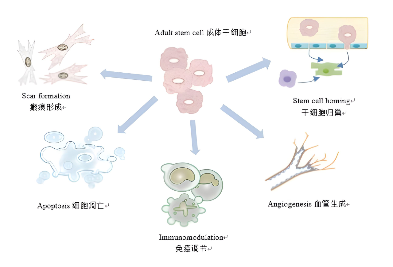 国际学术期刊《Science Direct》揭秘干细胞治疗子宫内膜损伤的机制